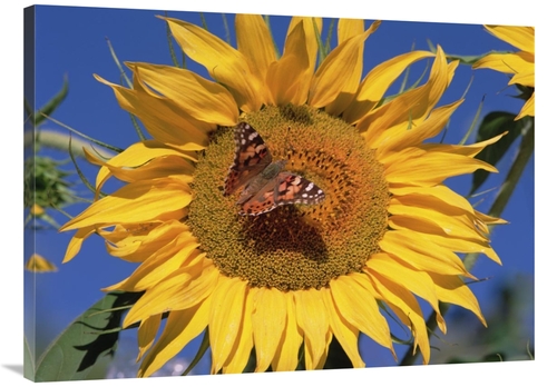 Global Gallery GCS-452037-3040-142 30 x 40 in. Painted Lady Butterfly 