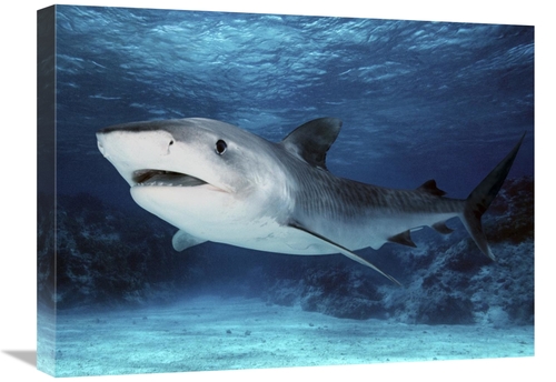 Global Gallery GCS-397967-1824-142 18 x 24 in. Tiger Shark, Great 