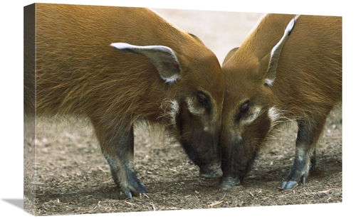 Global Gallery GCS-398164-1624-142 16 x 24 in. Red River Hog Pair Stan