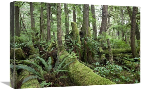 Global Gallery GCS-395514-1624-142 16 x 24 in. Interior of Old-Growth 