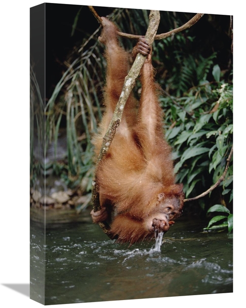 Global Gallery GCS-452480-1218-142 12 x 18 in. Orangutan Drinking From
