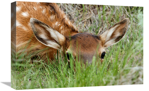 Global Gallery GCS-486550-22-142 22 in. Hiding in the Grass Art Print 