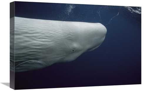 Global Gallery GCS-453546-1624-142 16 x 24 in. Sperm Whale White Morph