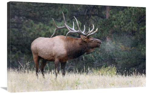 Global Gallery GCS-486476-36-142 36 in. Light Snow Falling Art Print -