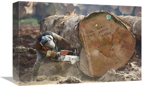 Global Gallery GCS-398086-1218-142 12 x 18 in. Logger Cutting Trunk of