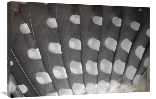 Global Gallery GCS-398211-2436-142 24 x 36 in. Great Spotted Woodpecke