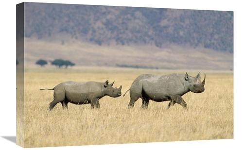Global Gallery GCS-452314-1624-142 16 x 24 in. Black Rhinoceros & Calf