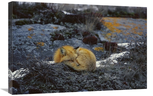 Global Gallery GCS-452499-2030-142 20 x 30 in. Red Fox Sleeping on Lic