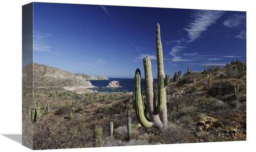 Global Gallery GCS-397724-1218-142 12 x 18 in. Cardon Cactus, Sant