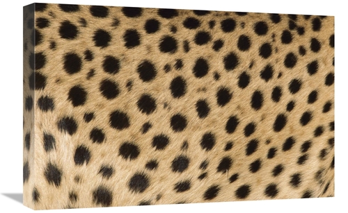 Global Gallery GCS-395307-1624-142 16 x 24 in. Cheetah Close-Up of Coa