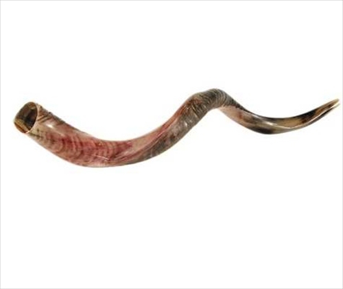 Holy Land Gifts 4882 Shofar Yemenite Medium 32 In. 35 In.