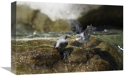 Global Gallery GCS-452666-1218-142 12 x 18 in. American Dipper Parent 