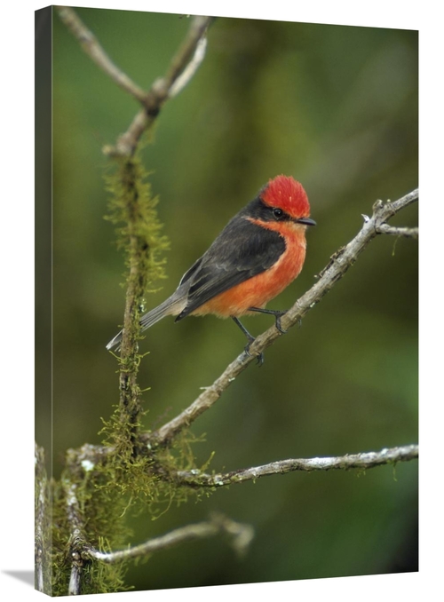 Global Gallery GCS-451196-2030-142 20 x 30 in. Vermilion Flycatcher Ma