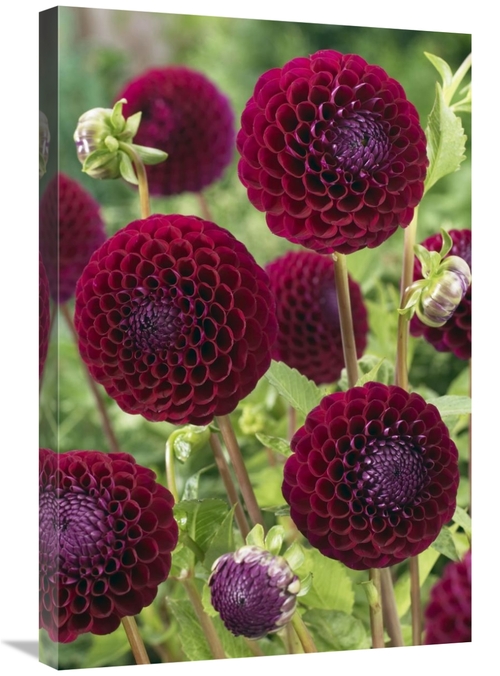 Global Gallery GCS-398373-2030-142 20 x 30 in. Dahlia Downham Royal Va