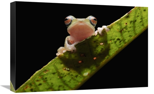 Global Gallery GCS-397545-1624-142 16 x 24 in. Masked Treefrog, Sa