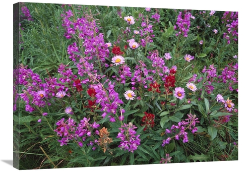 Global Gallery GCS-452003-2432-142 24 x 32 in. Fireweed Asters & Paint