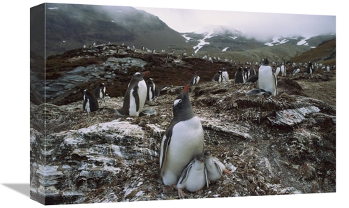 Global Gallery GCS-453006-1218-142 12 x 18 in. Gentoo Penguin Parent &