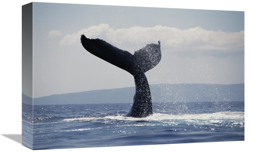 Global Gallery GCS-450988-1218-142 12 x 18 in. Humpback Whale Tail Lob
