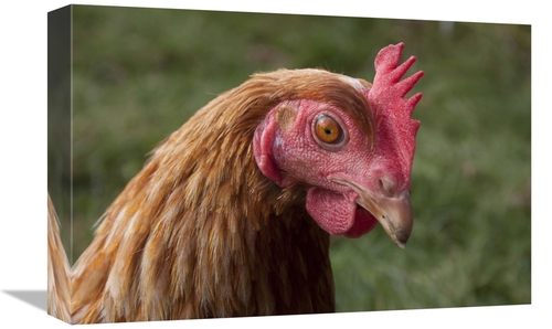 Global Gallery GCS-397450-1218-142 12 x 18 in. Domestic Chicken, F