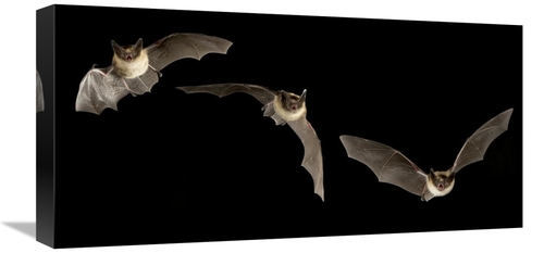 Global Gallery GCS-395727-1224-142 12 x 24 in. Western Long-Eared Myot