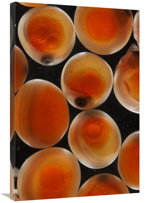 Global Gallery GCS-453583-2436-142 24 x 36 in. Chum Salmon Eggs, N