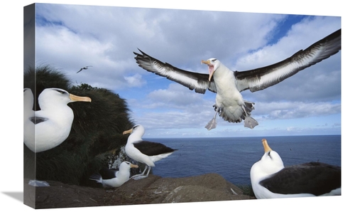 Global Gallery GCS-451597-1624-142 16 x 24 in. Campbell Albatross Comi