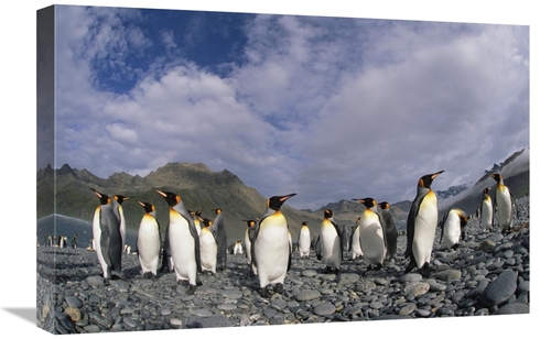 Global Gallery GCS-453466-1624-142 16 x 24 in. King Penguin Group on R