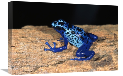 Global Gallery GCS-450819-1624-142 16 x 24 in. Blue Poison Dart Frog&#