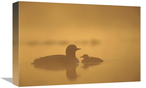 Global Gallery GCS-451884-1218-142 12 x 18 in. Pacific Loon Parent & C