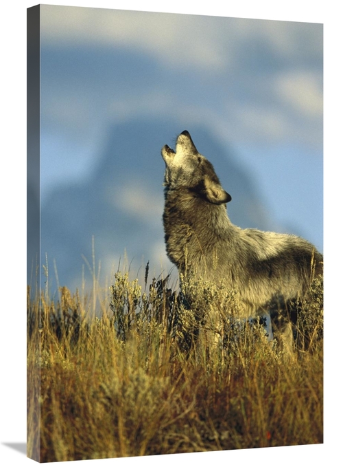 Global Gallery GCS-453316-2030-142 20 x 30 in. Timber Wolf Adult Howli