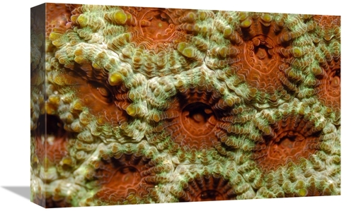 Global Gallery GCS-397581-1218-142 12 x 18 in. Stone Coral Detail,