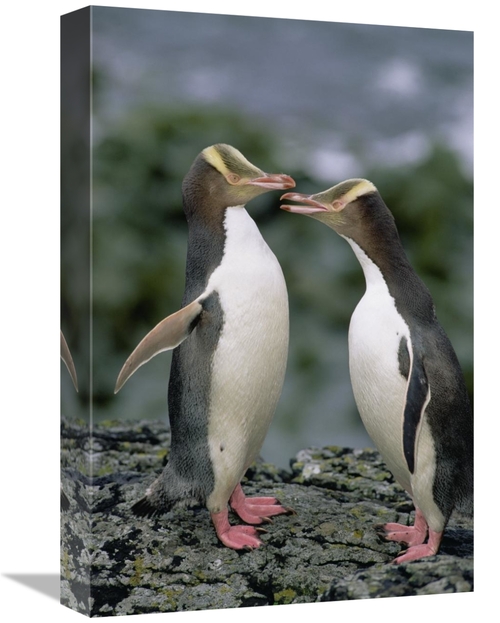 Global Gallery GCS-452458-1218-142 12 x 18 in. Yellow-Eyed Penguins Co