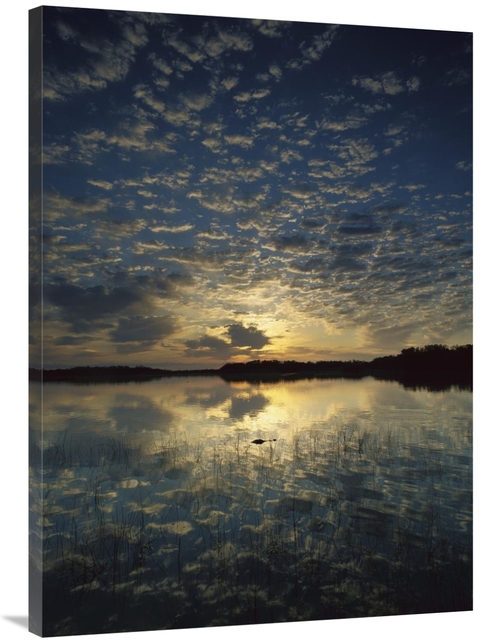 Global Gallery GCS-396834-3040-142 30 x 40 in. American Alligator in N