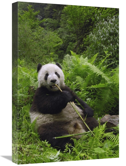 16 x 24 in. Giant Panda Eating Bamboo, Wolong Nature Reserve, 