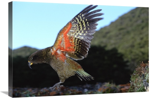 Global Gallery GCS-451499-2030-142 20 x 30 in. Kea Showing Brilliant C