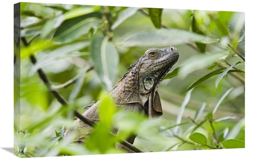 Global Gallery GCS-452682-2030-142 20 x 30 in. Green Iguana in Lowland