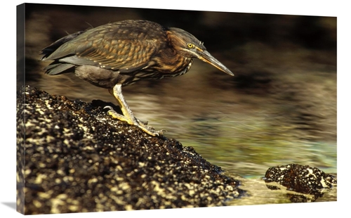 Global Gallery GCS-452859-2436-142 24 x 36 in. Lava Heron Fishing Alon