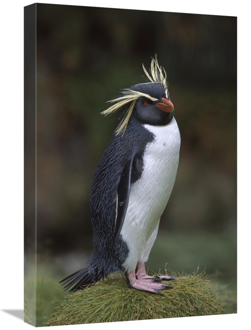 Global Gallery GCS-451811-1624-142 16 x 24 in. Rockhopper Penguin Port