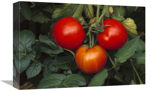 Global Gallery GCS-452834-1218-142 12 x 18 in. Tomato Fruit Ripening o