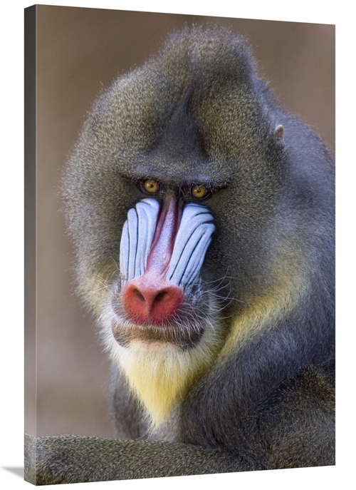 Global Gallery GCS-395298-2436-142 24 x 36 in. Mandrill Male Portrait&