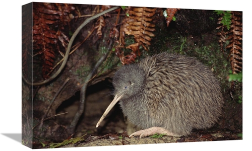 Global Gallery GCS-451241-1218-142 12 x 18 in. Brown Kiwi Male At Burr