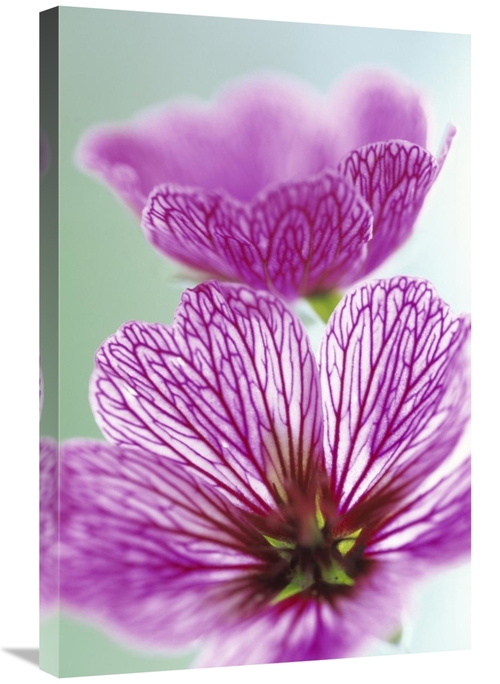 Global Gallery GCS-453611-2030-142 20 x 30 in. Sweet Scented Geranium 