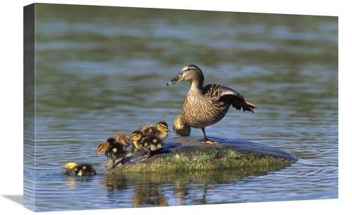 16 x 24 in. Mallard Mother with Ducklings, Europe Art Print - Konr