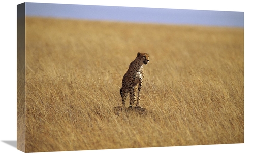 Global Gallery GCS-452975-1624-142 16 x 24 in. Cheetah Standing on Roc