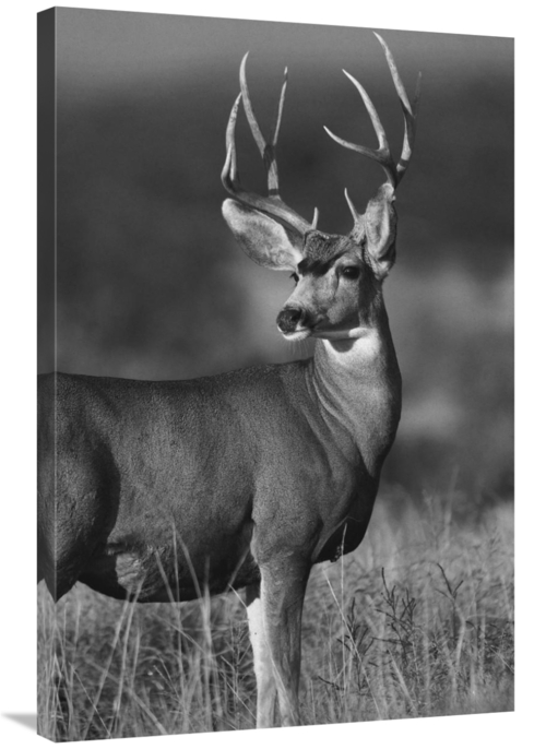 Global Gallery GCS-461477-2436-142 24 x 36 in. Mule Deer Male in Dry G