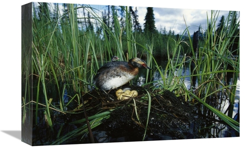 Global Gallery GCS-451916-1218-142 12 x 18 in. Horned Grebe with Chick