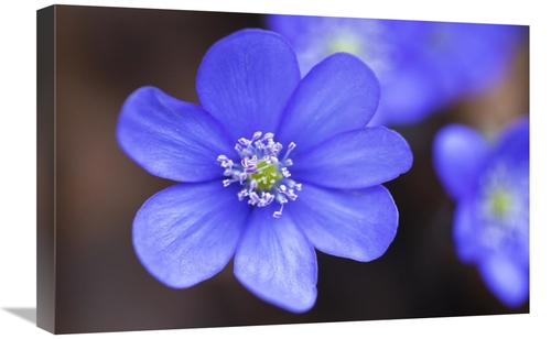 Global Gallery GCS-398473-1624-142 16 x 24 in. European Liver Leaf Flo