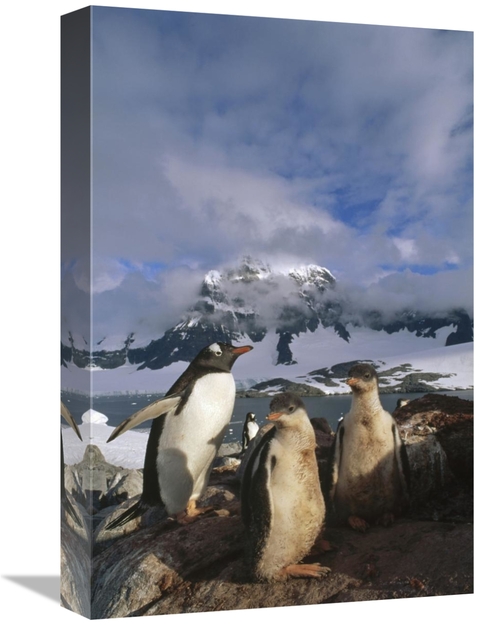 Global Gallery GCS-451256-1218-142 12 x 18 in. Gentoo Penguin with Chi