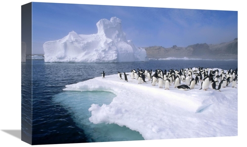 Global Gallery GCS-395665-1218-142 12 x 18 in. Adelie Penguin Group Cr
