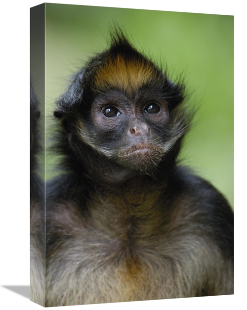 Global Gallery GCS-453082-1218-142 12 x 18 in. White-Bellied Spider Mo